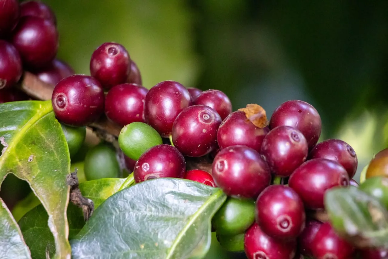 Ripe coffee cherries