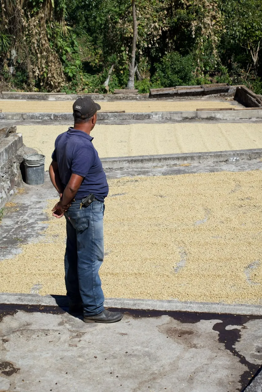 A Lava Coffee farmer on the drying patio